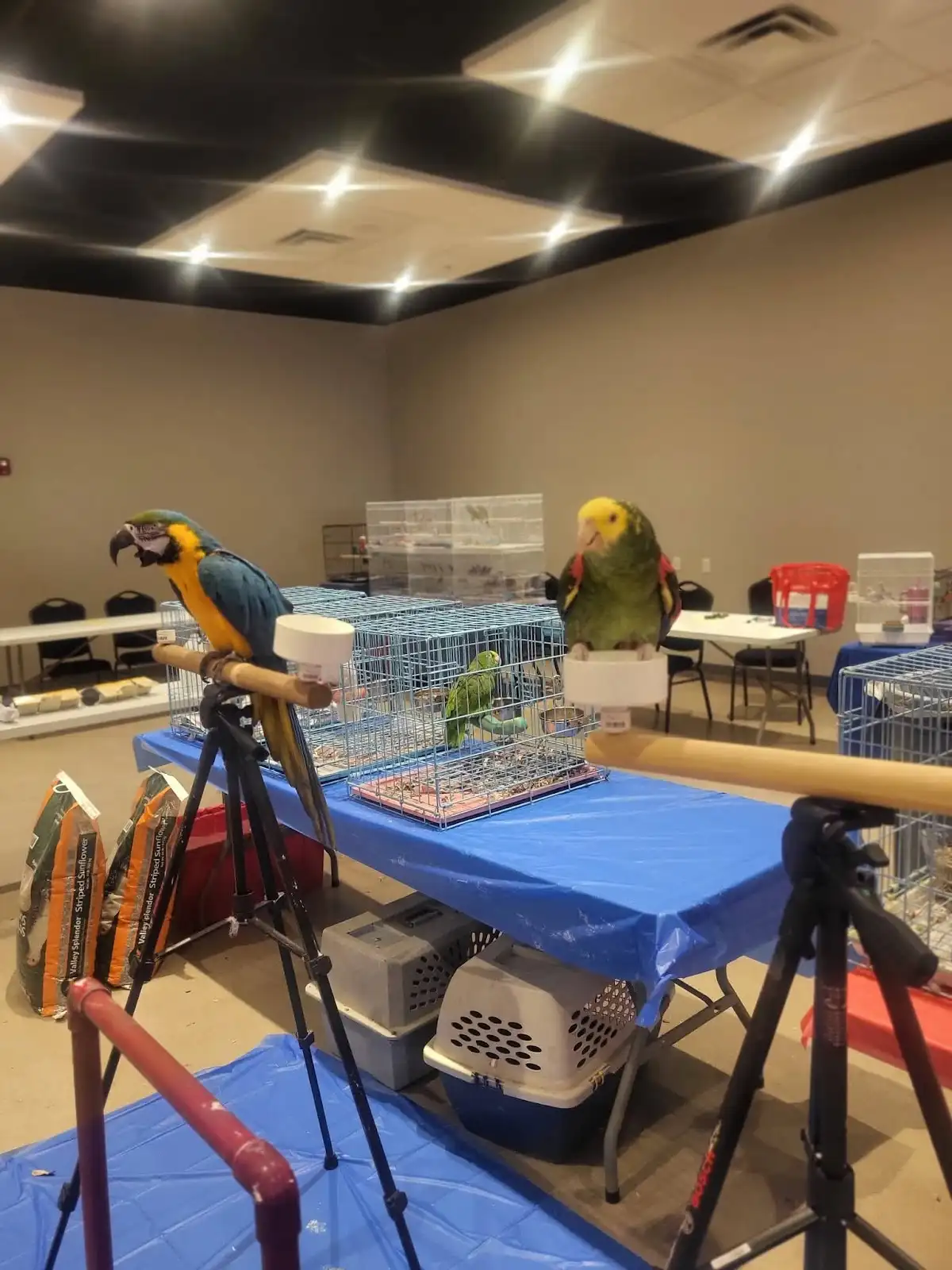 Top 10 Pet Shops in KL & Selangor 2026 3 P3S Pet Shop Specialist and Studio Sungai Besi Kuala Lumpur