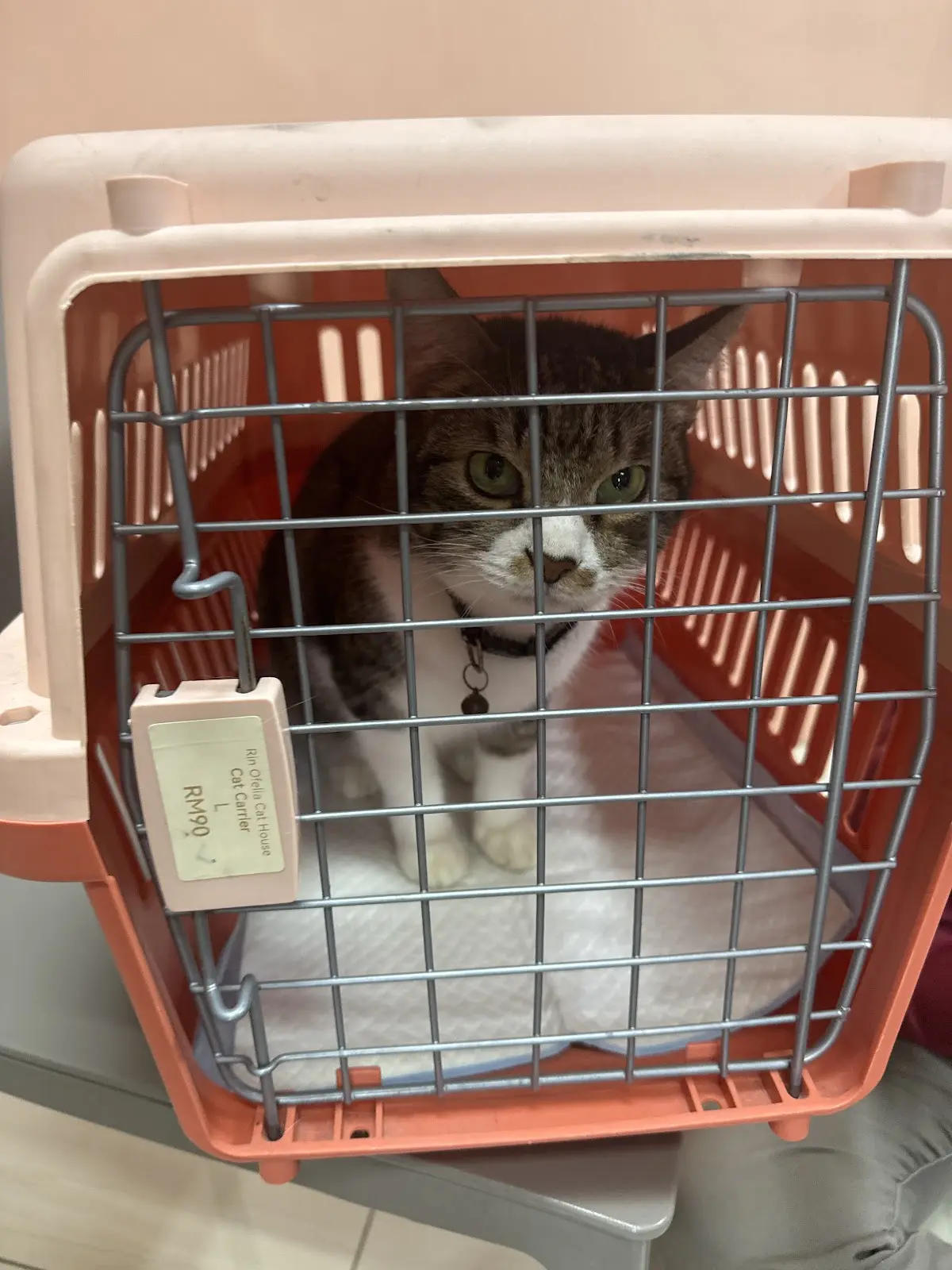 Top 10 Veterinary Clinics in Johor Bahru 2026 5 MediCat Veterinar cat clinic Taman Teratai Kangkar Pulai Johor Bahru