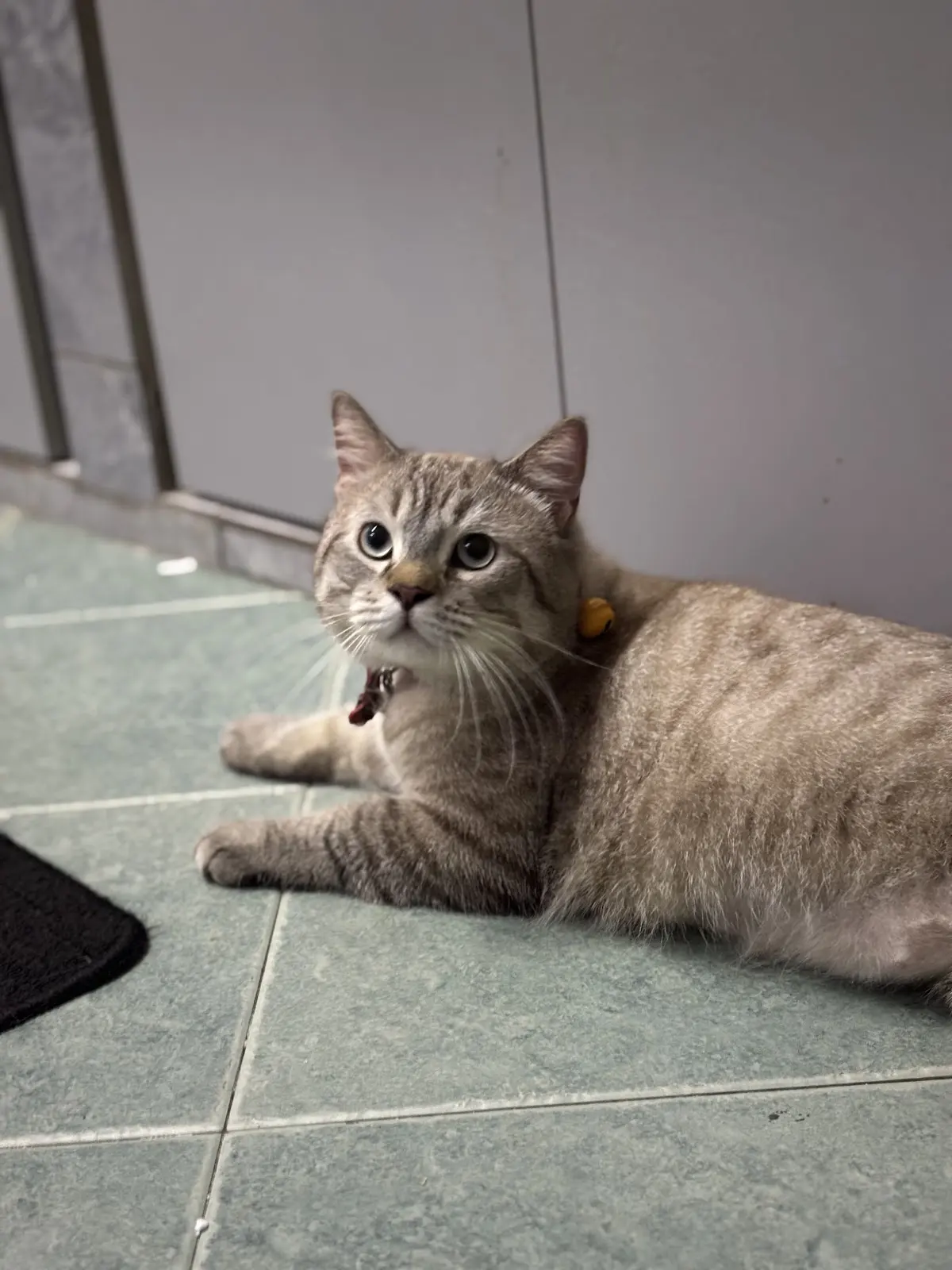 Top 10 Pet Grooming in Johor Bahru 2026 3 Catzonia Johor cat grooming Royal Splash Mount Austin Johor Bahru
