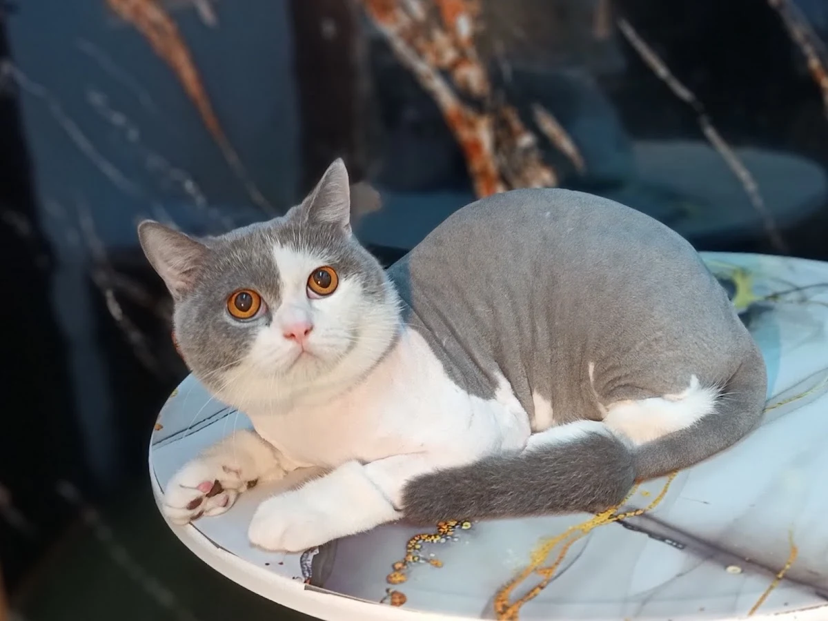 Top 10 Pet Grooming in Johor Bahru 2026 4 Da'One Cats House and Cats Spa grooming Taman Damansara Aliff Johor Bahru