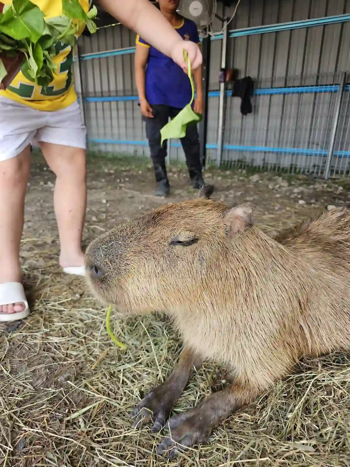 Top 7 Zoos in Johor Bahru 2026 5 Capyba Pet Farm Taman Sutera Utama Skudai Johor Bahru