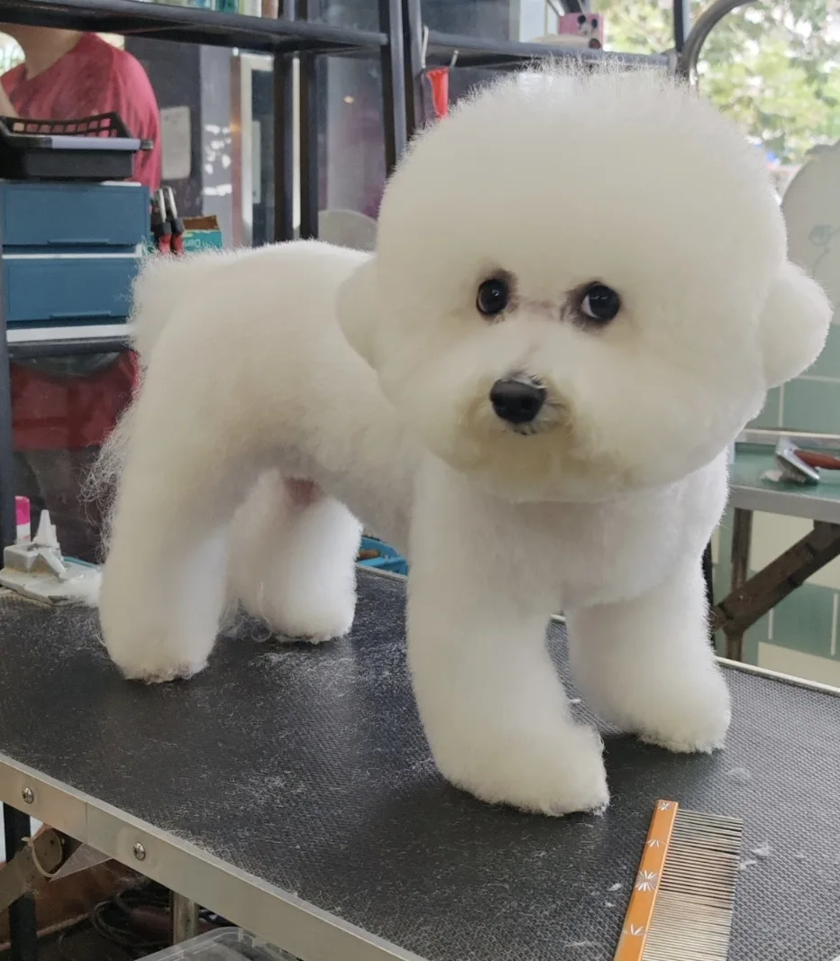 Top 10 Pet Grooming in KL & Selangor 2026 5 Dept Pet Grooming House salon Taman Usahawan Kepong KL