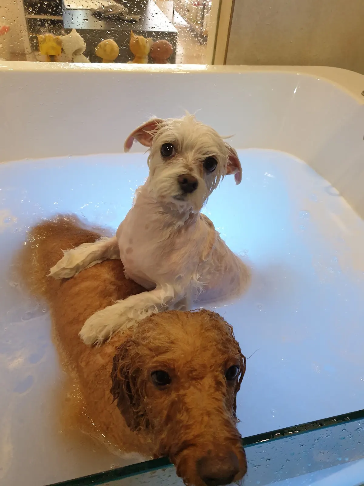 Top 10 Pet Grooming in Johor Bahru 2026 6 PAWS Taman Molek dog grooming salon and pet retail Johor Bahru