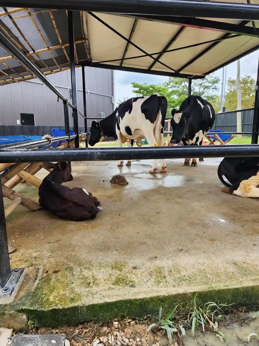 Top 7 Zoos in Johor Bahru 2026 7 Ladang X Sunway Iskandar Puteri Johor urban farm animals