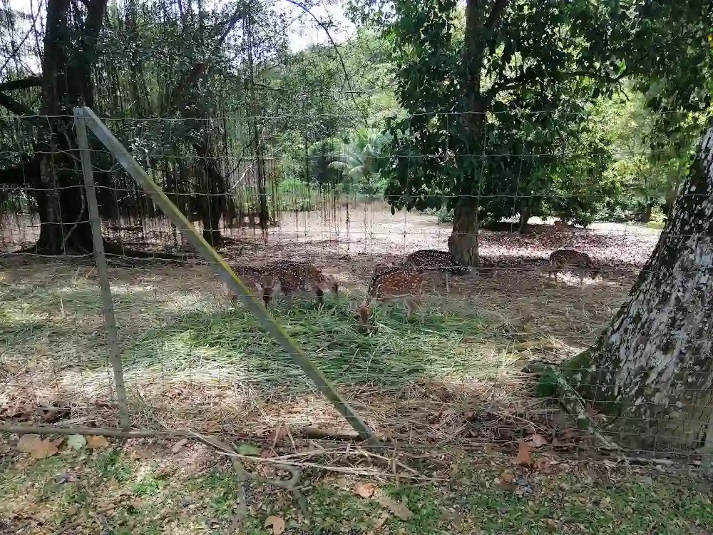 Top 7 Zoos in Johor Bahru 2026 8 UTM Deer Park Skudai Johor Bahru deer feeding