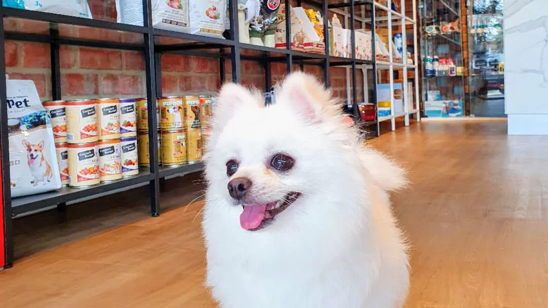Top 10 Pet Grooming in Johor Bahru 2026 9 Pet Integrity grooming and Ayurveda spa Taman Maju Jaya Johor Bahru