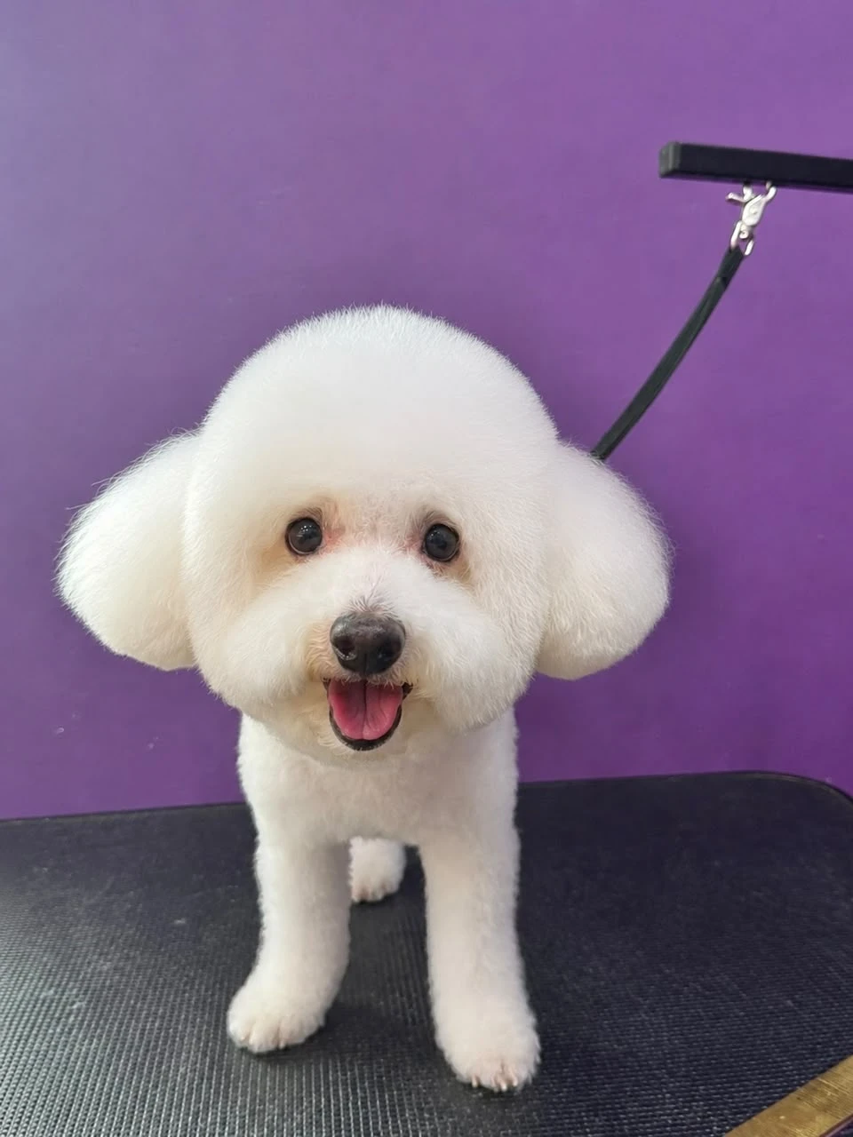 Top 10 Pet Grooming in Johor Bahru 2026 10 Godma's Healing Pet Grooming Ayurvedic spa Taman Adda Johor Bahru