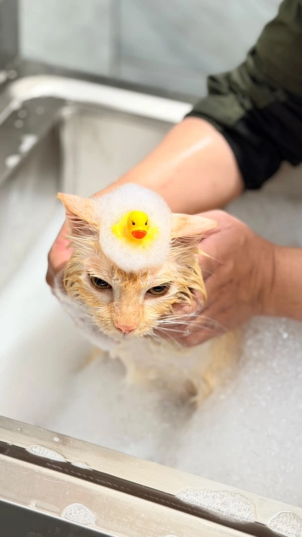 Top 10 Pet Grooming in Johor Bahru 2026 11 Mi Au Spa cat grooming and medicated bath Taman Mount Austin Johor Bahru